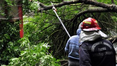 Pericol în Pădurea Ceala. Mii de arbori rupți după furtună