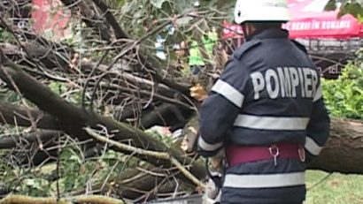 Copac prăbuşit peste două maşini, în Timişoara