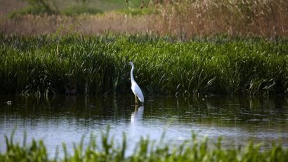 „Delta Banatului”, un paradis secular al păsărilor