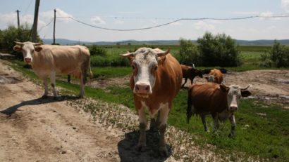 Medicii veterinari din Caraș-Severin, în alertă privind boala Bluetongue