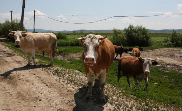 Medicii veterinari din Caraș-Severin, în alertă privind boala Bluetongue