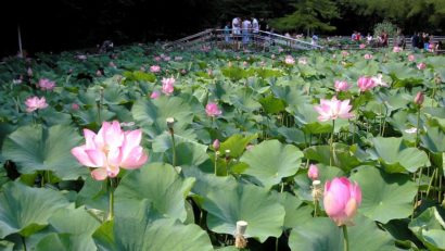 Eforturi pentru salvarea rezervatiei Lacul cu nuferi, din judetul Bihor