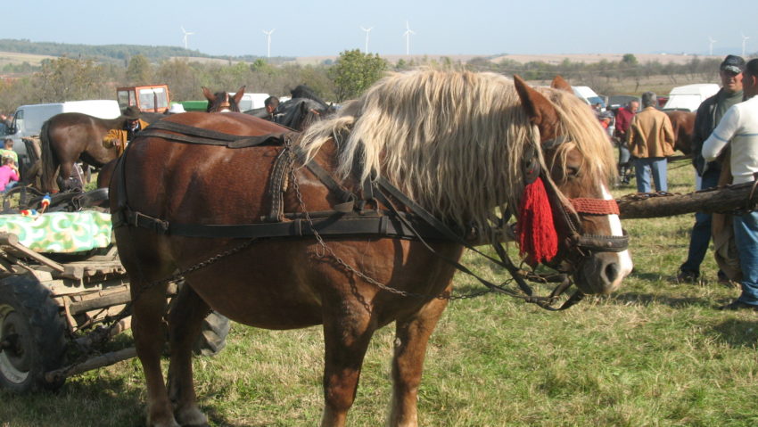 Zeci de agricultori de pe Valea Carașului, la Târgul Mare de Toamnă de la Răcășdia