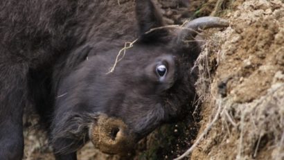 Trei zimbri din Rezervația Hateg-Slivuț au murit de boala limbii albastre