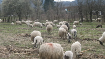 AUDIO / Noi tendințe pe piața mieilor din vestul țării