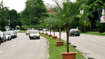 Palmierii nu se mai întorc în peisajul Timișoarei. Horticultura a început să îi vândă