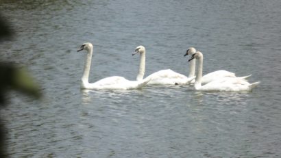 Patru lebede au poposit în Parcul Natural Lunca Mureşului