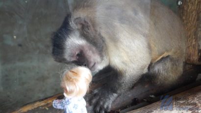 VIDEO / Parcul Zoologic Oradea, la „Vestul zilei”