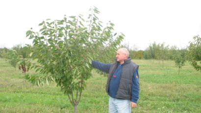 FOTO / Pepiniera Lugoj a produs soiuri noi de pomi fructiferi. Reguli de urmat atunci când cumpărați puieți