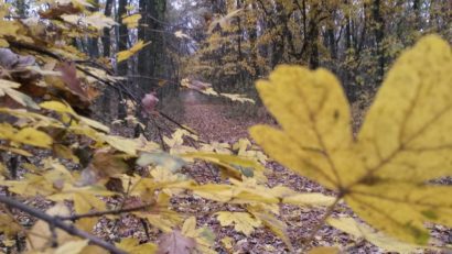 Vreme închisă cu temperaturi maxime de 10 grade