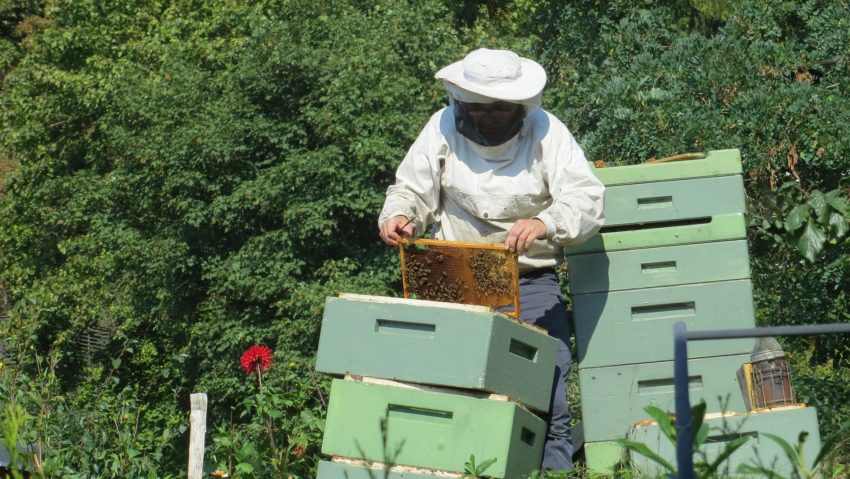 Apicultorii hunedoreni acuză birocraţia din sistem