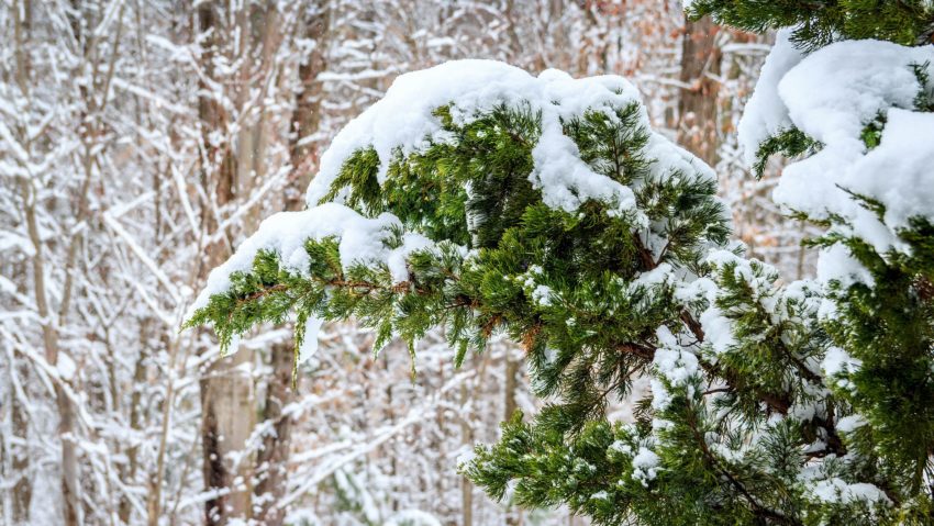 Vremea se încălzește treptat, dar va ninge local