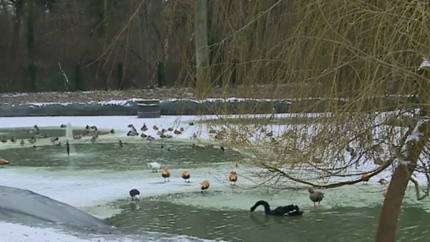 Animalele de la Grădina Zoologică din Timișoara au calorifere pe timp de ger