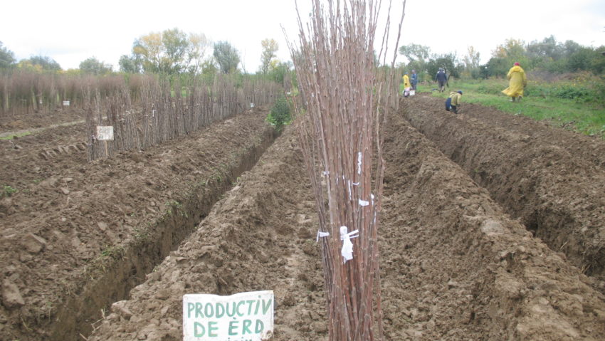 Pepiniera didactică Pohalma vine în sprijinul pomicultorilor din vestul țării