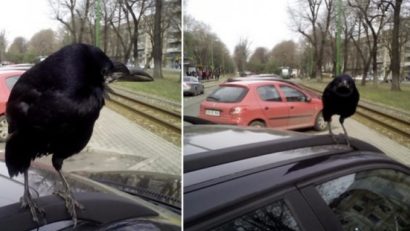 VIDEO / Coco, atracția centrului din Arad. Povestea înaripatei care nu și-a mai părăsit salvatoarea