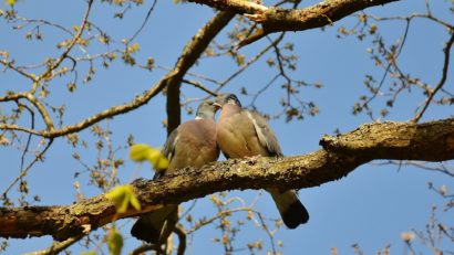 Vreme frumoasă cu temperaturi în creștere