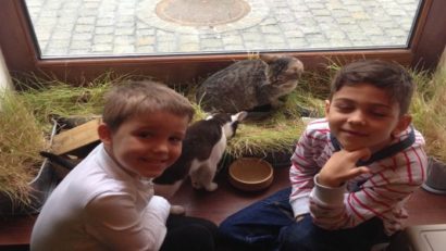 Târg de adopții cu succes, la Timișoara. Cele mai multe pisici și-au găsit o familie