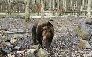 VIDEO / Ursul Rocky de la Grădina Zoologică din Timișoara nu și-a văzut umbra. Meteorologii confirmă vreme ca de primăvară