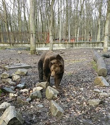 VIDEO / Ursul Rocky de la Grădina Zoologică din Timișoara nu și-a văzut umbra. Meteorologii confirmă vreme ca de primăvară