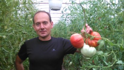 Un cultivator din Timiș vinde roșii din soiuri tradiționale direct din grădină. Tânărul s-a săturat de intermediari