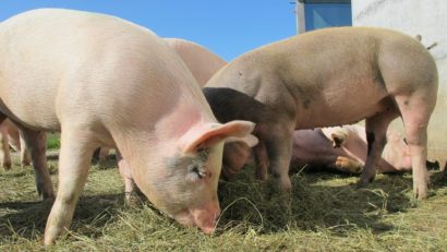 Despăgubiri pentru fermierii bihoreni, care și-au sacrificat animalele din cauza pestei porcine africane