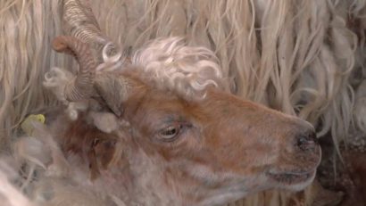 Rasa de ovine Raţcă, ce se găseşte doar în Caraş-Severin, riscă să dispară