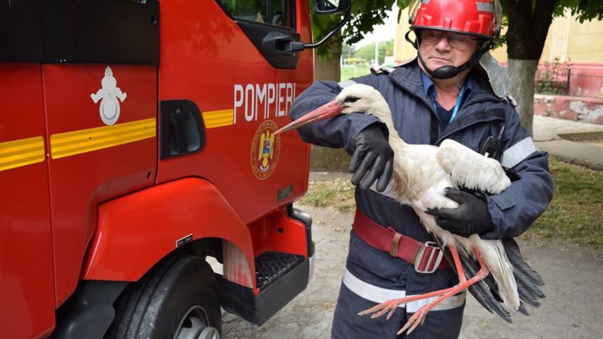 FOTO / Pompierii timișeni au salvat un pui de barză