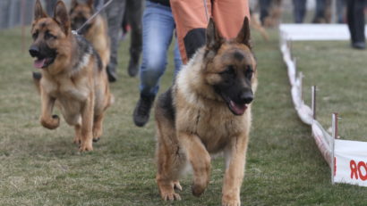 Trei expoziții canine, la final de săptămână, în Timișoara