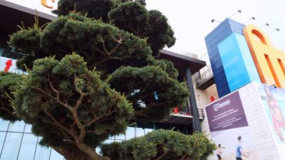 FOTO / Bonsai uriași, arbori cu formă cubică și zeci de trandafiri, la Timișoara