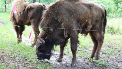 Doi zimbri au fost aduși la Grădina Zoologică din Hunedoara