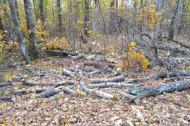 Din nou, despre tăierile abuzive de arbori, miercuri, la „Vestul Zilei”