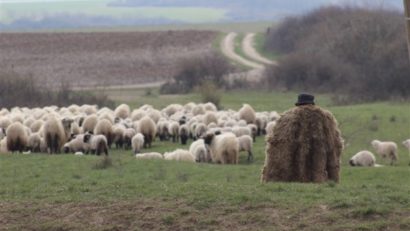 Scandal între doi ciobani pentru o zonă de păşunat din Retezatul Mic