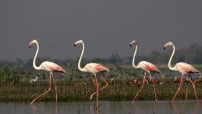 Inedit: Păsări flamingo în Delta Dunării