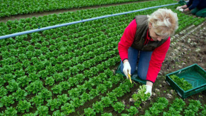 Producţie Eco, dar fără piaţă de desfacere, în Caraş-Severin