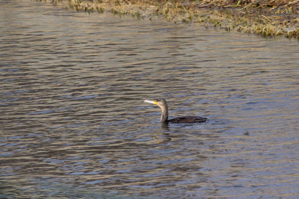 Au apărut cormoranii pe râul Bârzava