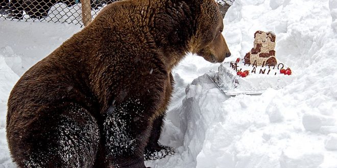 Povestea lui Baloo, mascota stațiunii Straja, care împlinește 25 de ani