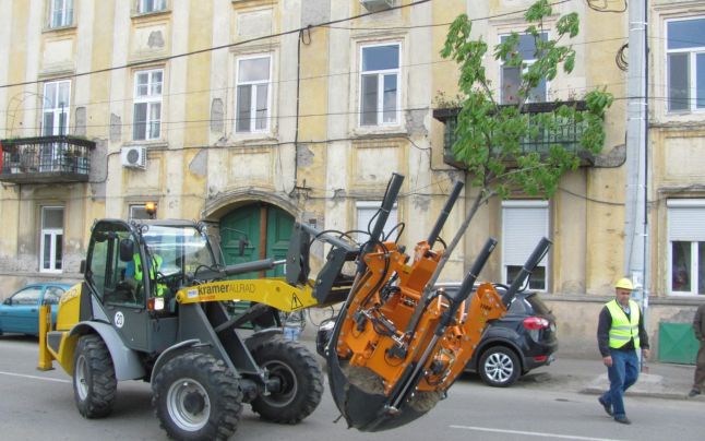 Pomii care stau în calea șantierelor nu vor mai tăiați la Timișoara. Horticultura cumpără utilaj de transplantat copaci