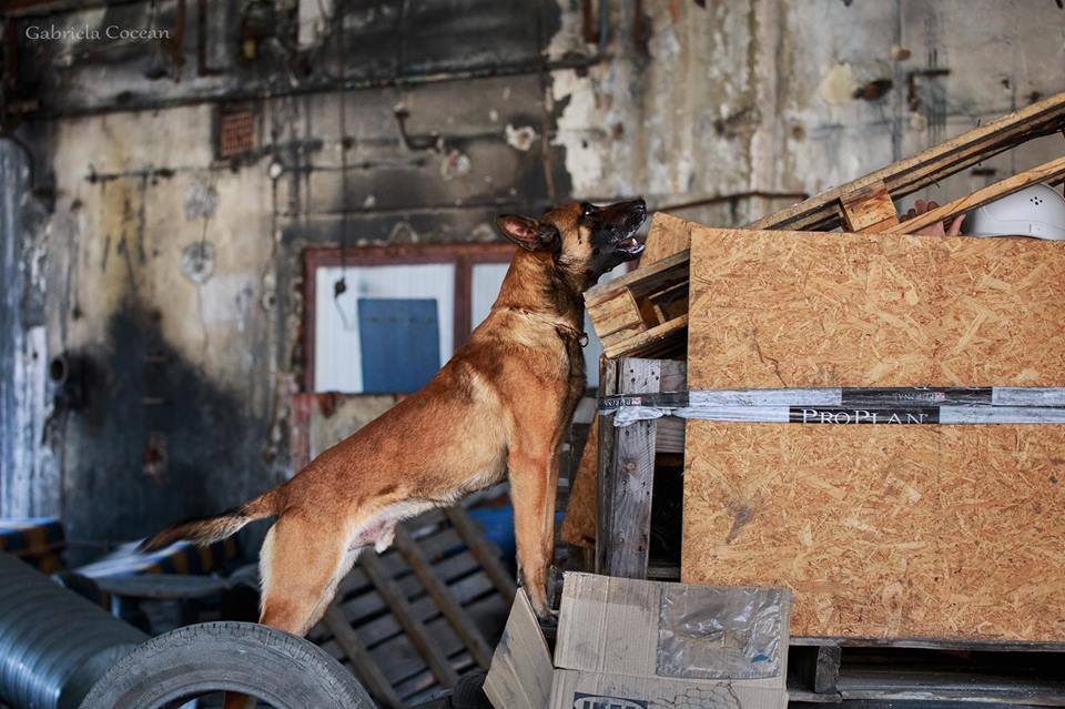 ? Trei câini ai pompierilor hunedoreni, pregătiţi pentru operaţiuni de salvare dintre dărâmături