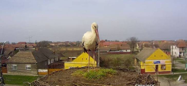 În Timiş a sosit prima barză în cuiburile monitorizate video