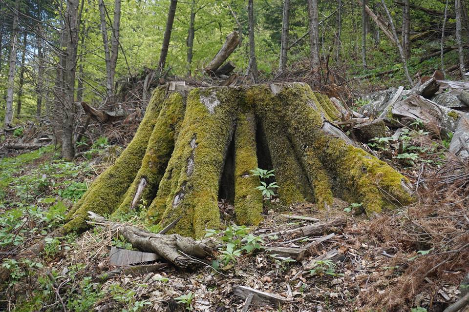 Continuă dezastrul ecologic din Parcul Naţional Domogled – Valea Cernei