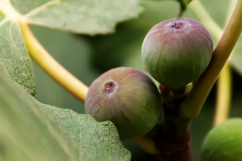 ? Excesele gastronomice pot dăuna grav smochinei