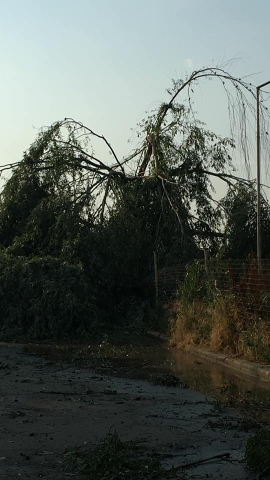 Copaci rupți de vijelie în Caraș-Severin