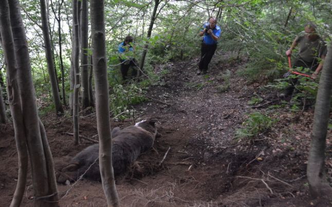 Un urs de 150 de kilograme, prins în capcană de braconieri, a fost eliberat în Parâng