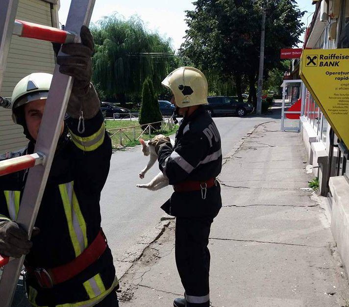 FOTO/ Pompierii timișoreni au salvat o pisicuță căutată de proprietari de zile întregi