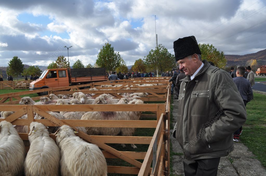 Ajutoare pentru crescătorii de ovine din Timiş