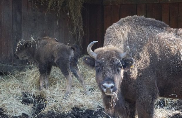 Pui de zimbru venit pe lume la grădina zoologică