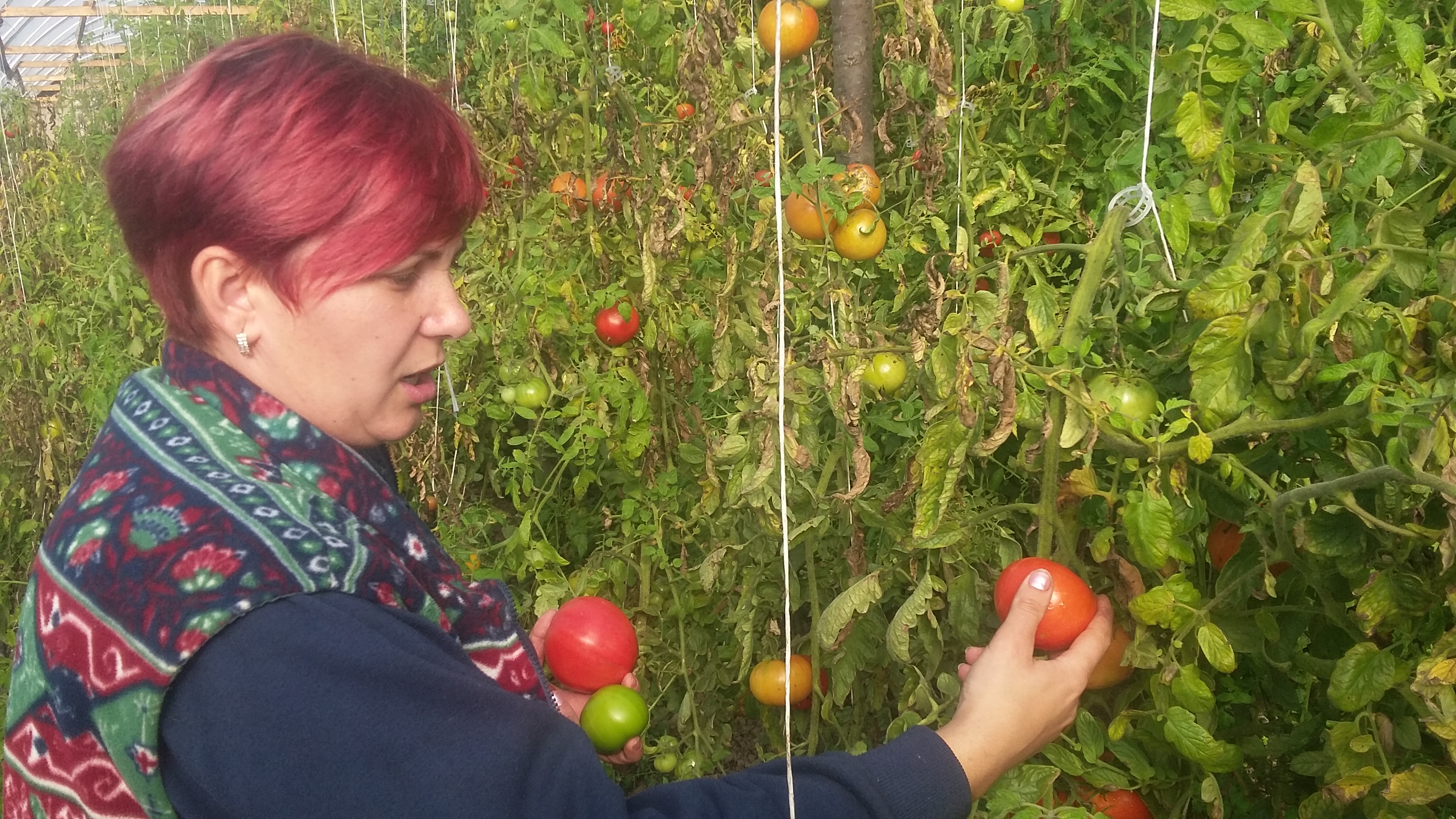 FOTO/ AUDIO/ O familie de legumicultori a revenit din Italia şi vrea să impună brandul “roşia de Vărădia”