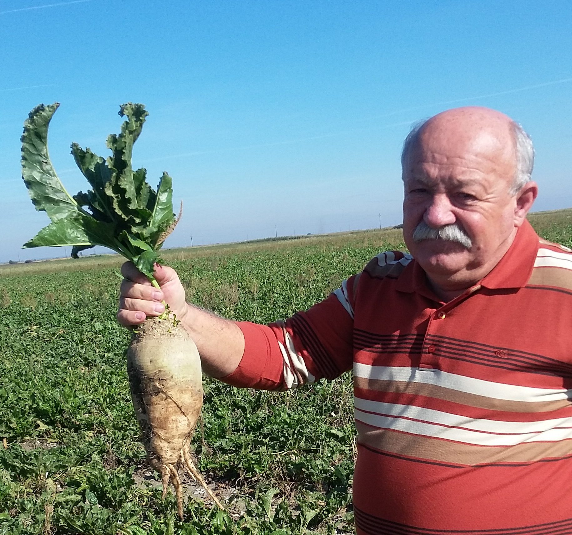 Unul dintre ultimii cultivatori de sfeclă de zahăr din Timiș e pe cale să renunțe, în ciuda producției de calitate