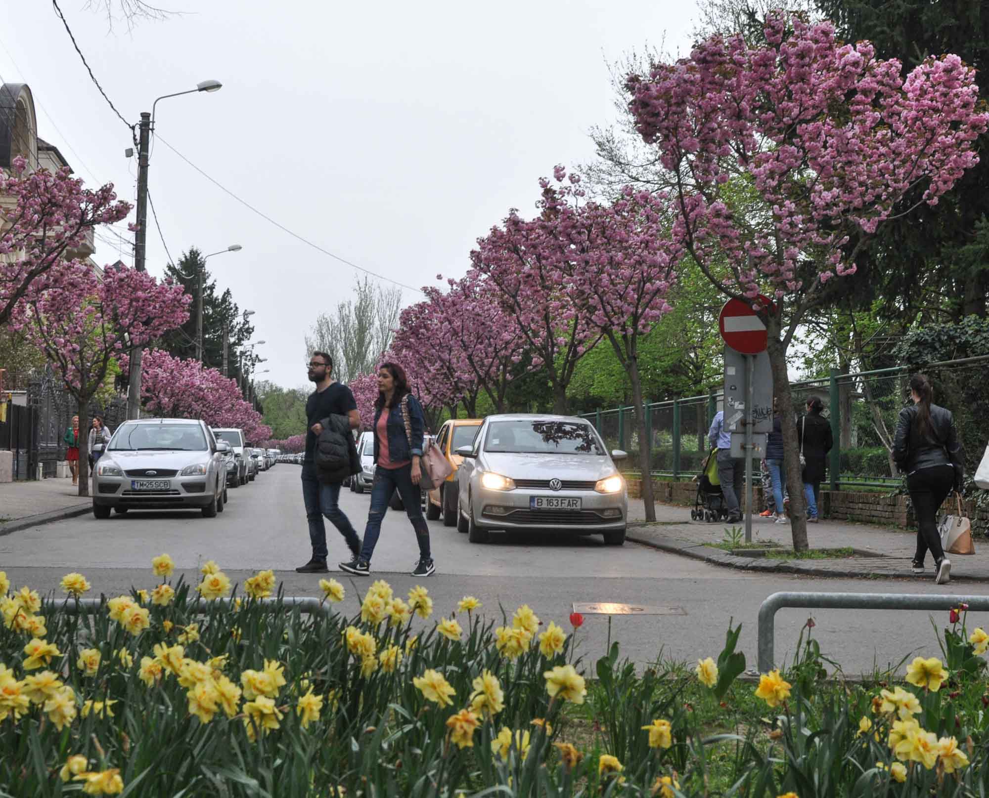 Timișoara înflorește. Se plantează sute de salcâmi și mii de trandafiri și mușcate