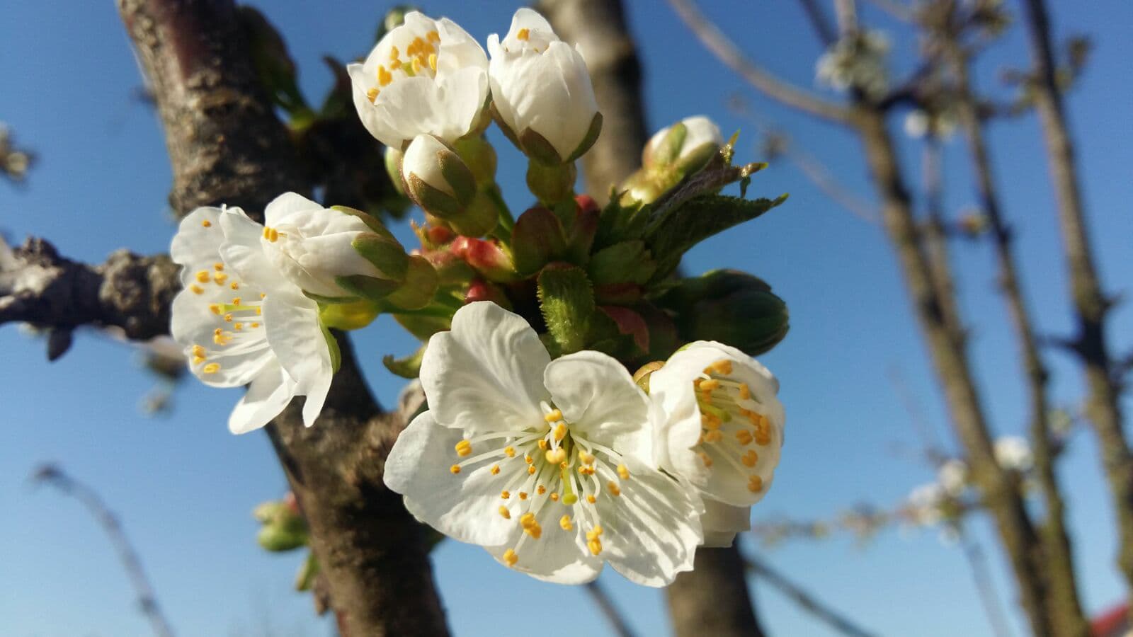 Vremea devine instabilă în vestul țării